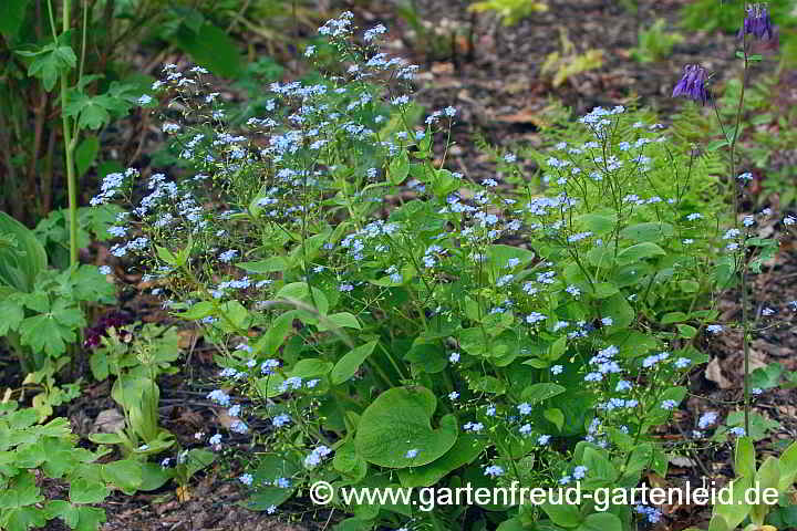 Brunnera macrophylla – Großblättriges Kaukasusvergissmeinnicht