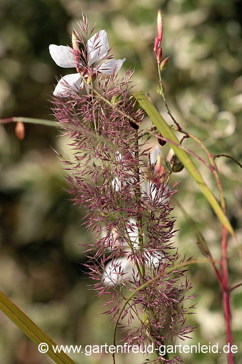 Gaura lindheimeri flanktiert Calamagrostis brachytricha