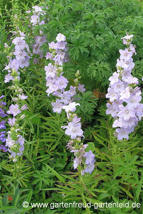 Campanula – Zufallssämling