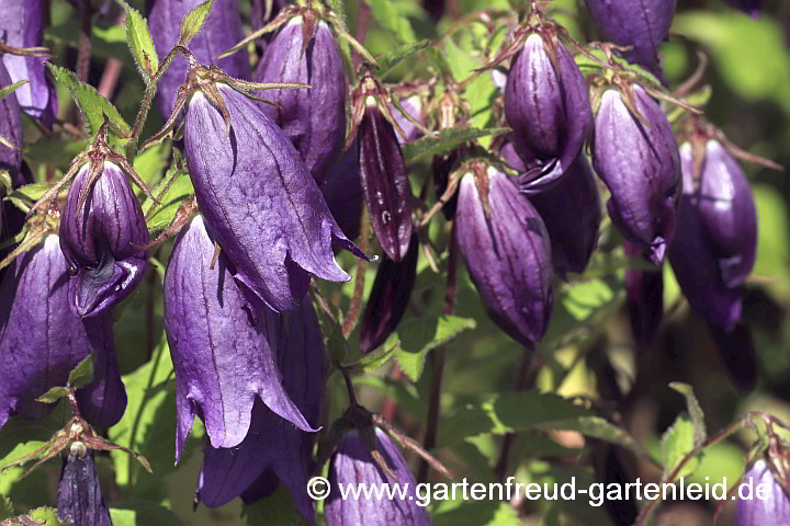 Campanula punctata 'Sarastro' – Punktierte Glockenblume, Japan-Glockenblume