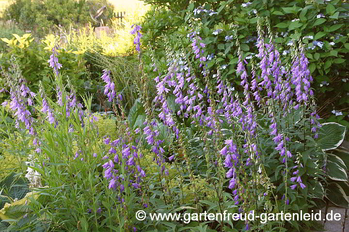 Campanula (Glockenblumen) – Zufallssämlinge