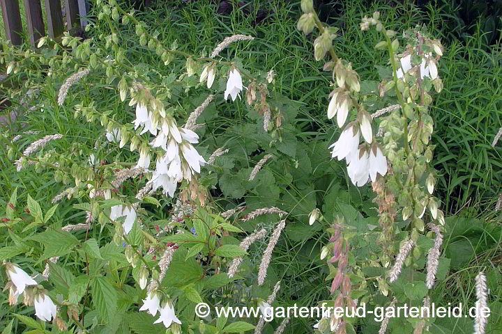 Campanula alliariifolia mit Melica ciliata