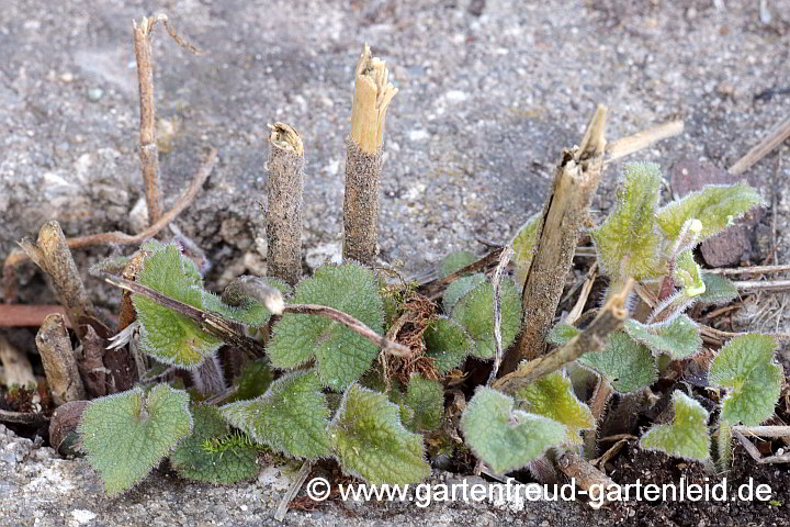 Campanula alliariifolia – Lauchkrautblättrige Glockenblume, Austrieb