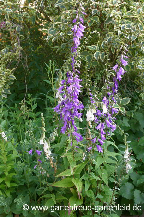 Campanula alliariifolia (Lauchblättrige-G.) und rapunculoides-Hybride (Acker-G.)