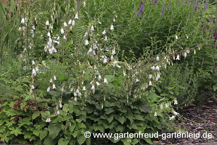 Campanula alliariifolia – Lauchkrautblättrige Glockenblume