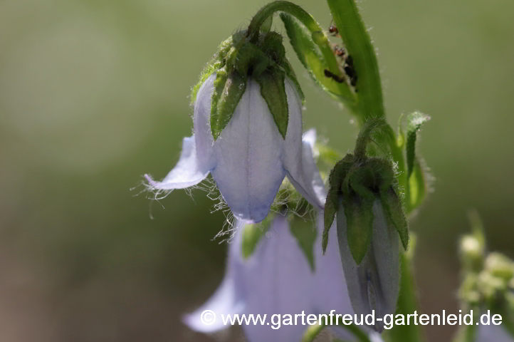 Campanula barbata – Bärtige Glockenblume, Blüten