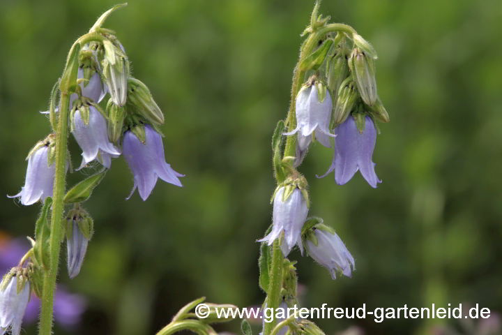 Campanula barbata – Bärtige Glockenblume, Blüten