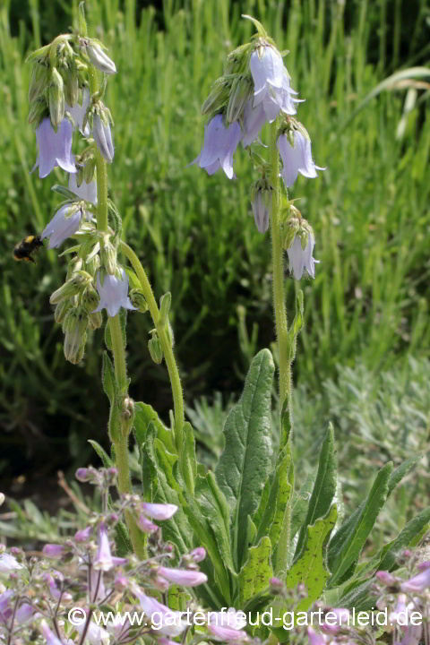 Campanula barbata – Bärtige Glockenblume