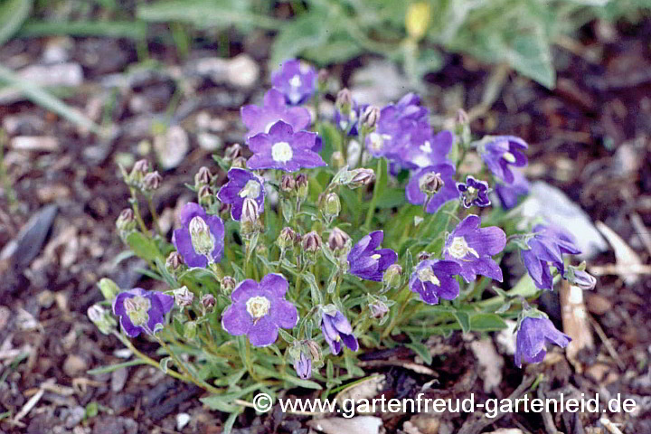 Campanula bellidifolia – Bellisblättrige Glockenblume