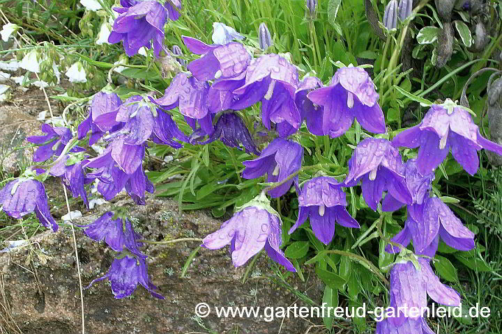 Campanula bellidifolia – Bellisblättrige Glockenblume, Zwerg-Kaukasus-Glockenblume