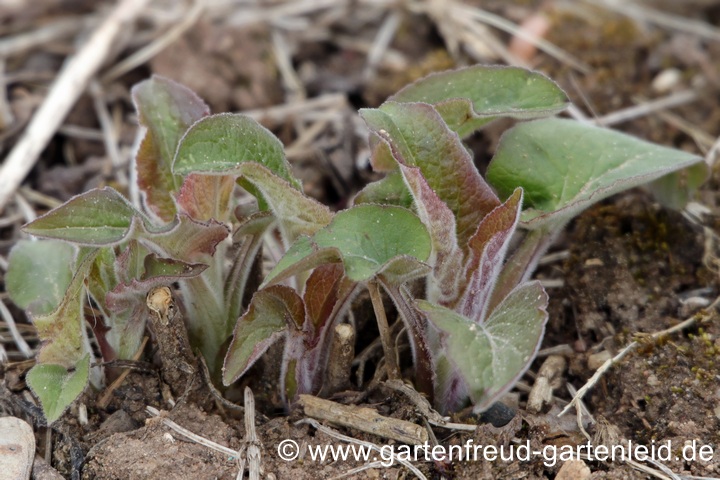 Campanula bononiensis &ndash; Bologneser Glockenblume, Austrieb