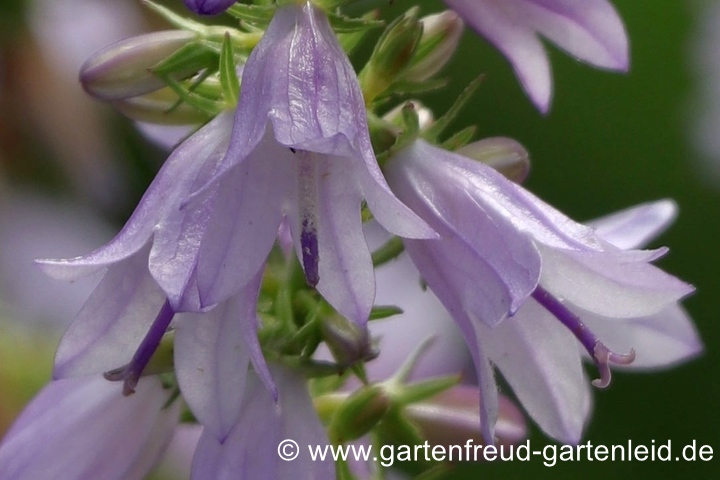 Campanula bononiensis &ndash; Bologneser Glockenblume, Bl&uuml;ten