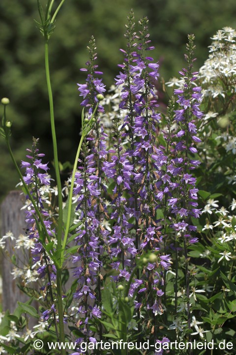 Campanula bononiensis &ndash; Bologneser Glockenblume, Bl&uuml;tenst&auml;nde