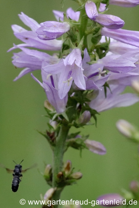 Chelostoma rapunculi im Anflug auf Campanula bononiensis