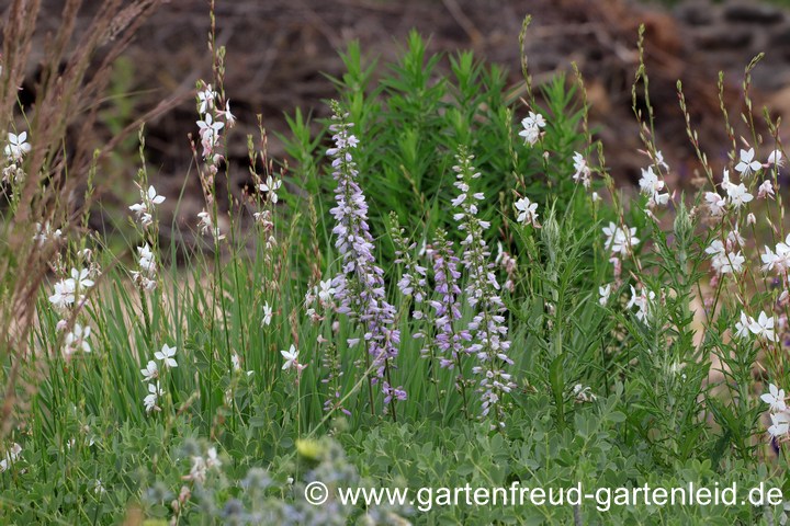 Campanula bononiensis und Gaura lindheimeri &ndash; Bologneser Glockenblume und Prachtkerze