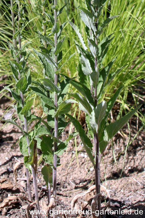 "Untenrum" etwas mau: Campanula bononiensis &ndash; Bologneser Glockenblume