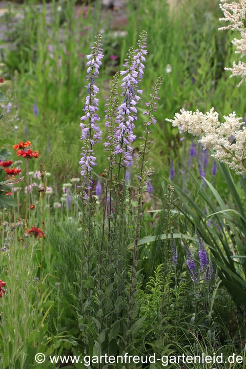 Campanula bononiensis &ndash; Bologneser Glockenblume