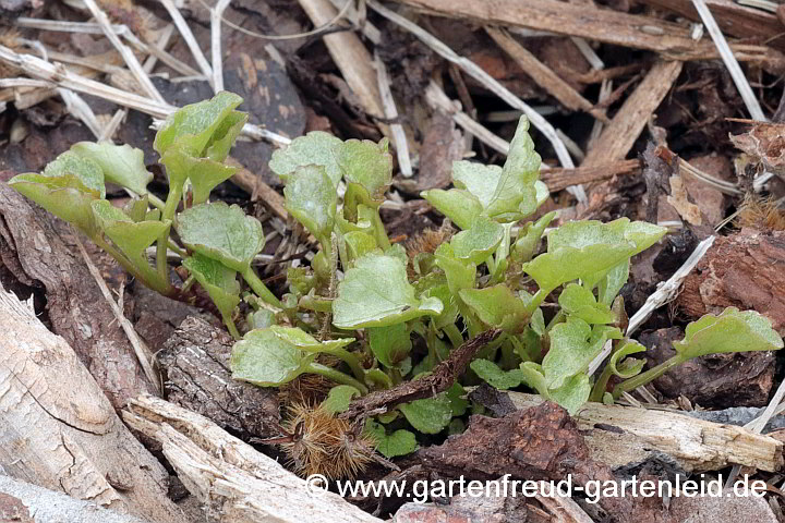 Campanula carpatica 'Tiefblaue Clips' – Karpaten-Glockenblume, Austrieb