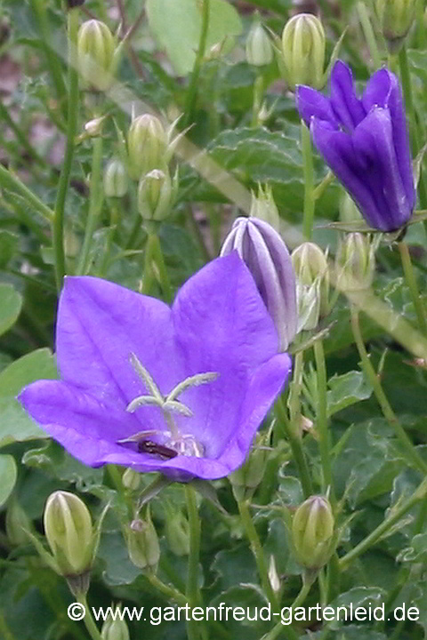 Campanula carpatica 'Tiefblaue Clips' – Karpaten-Glockenblume