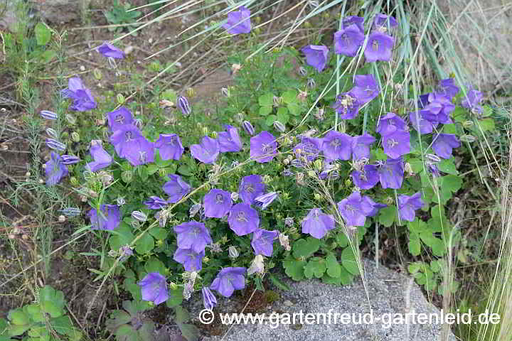  Campanula carpatica 'Tiefblaue Clips' – Karpaten-Glockenblume