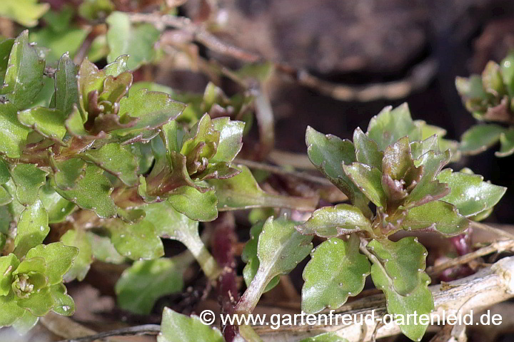 Campanula cochleariifolia – Zwerg-Glockenblume, Austrieb