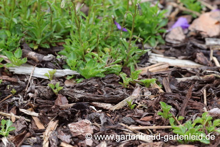 Campanula cochleariifolia – Zwerg-Glockenblume, Ausläufer