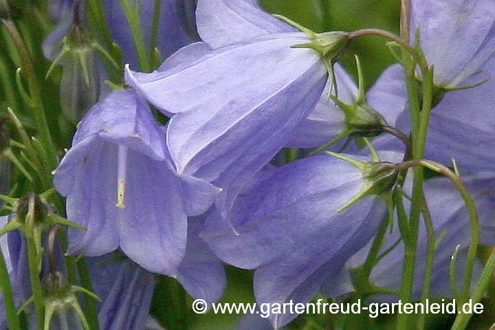 Campanula cochleariifolia – Zwerg-Glockenblume