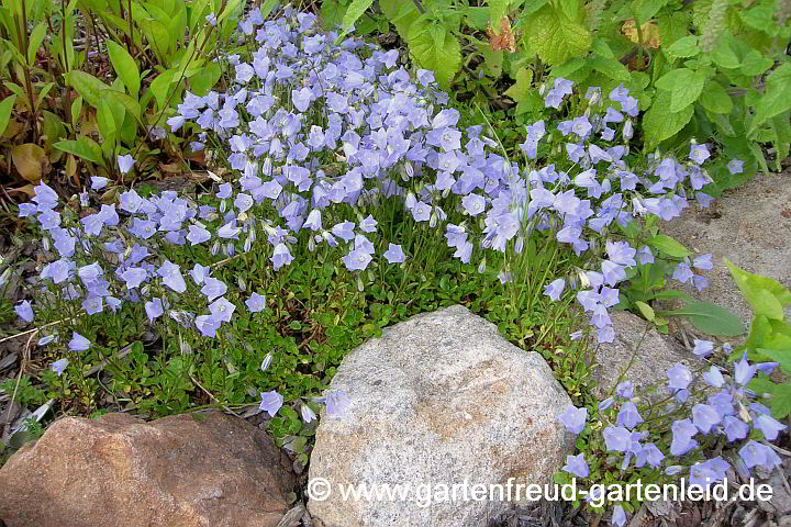 Campanula cochleariifolia – Zwerg-Glockenblume