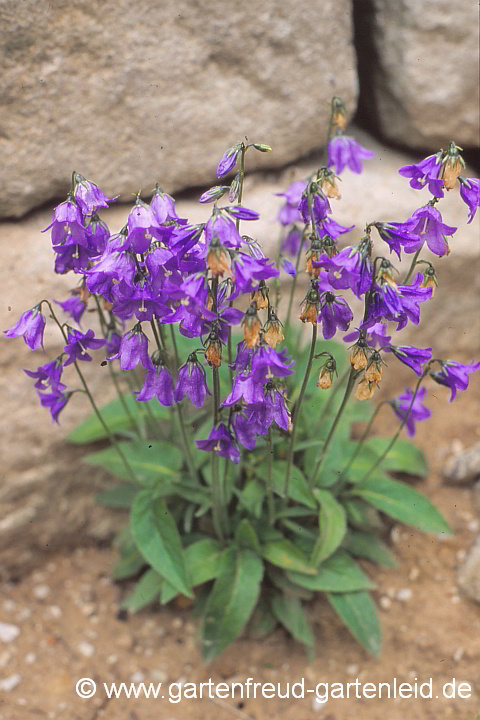 Campanula collina – Kaukasus-Hügel-Glockenblume