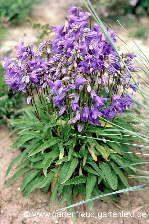 Campanula collina – Kaukasus-Hügel-Glockenblume