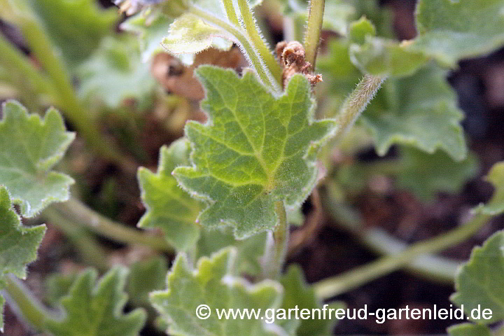 Campanula fenestrellata – Fensterchen-Glockenblume