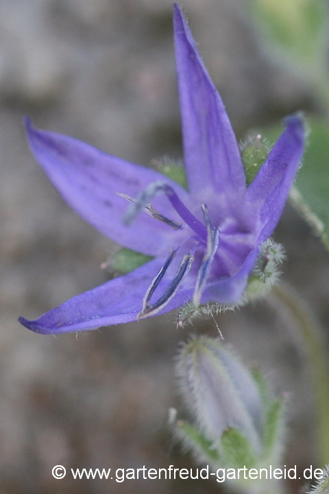 Campanula fenestrellata – Fensterchen-Glockenblume, Blüte mit blauem Pollen
