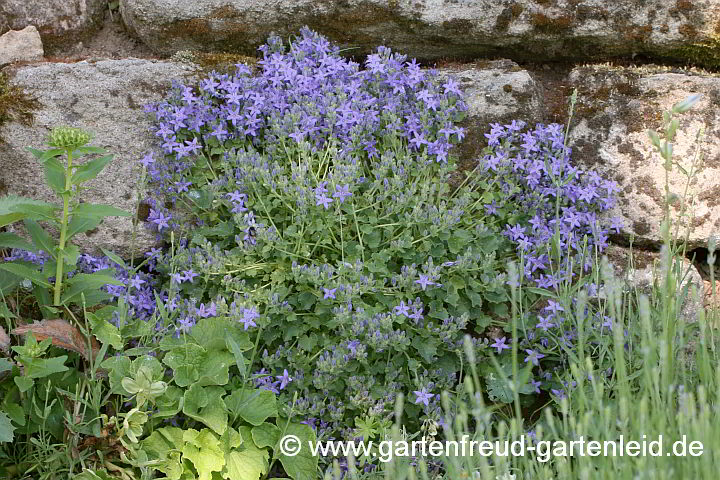 Campanula fenestrellata – Fensterchen-Glockenblume