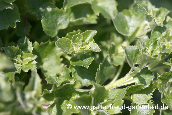 Campanula garganica – Stern-Polster-Glockenblume