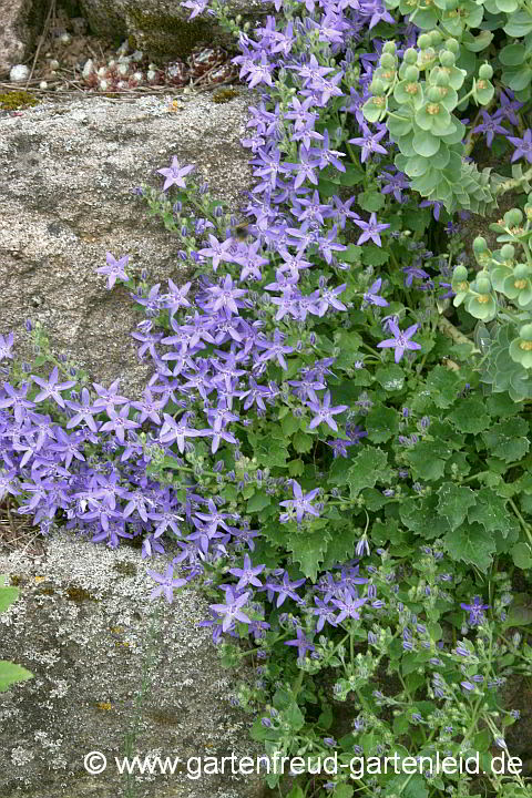 Campanula garganica – Stern-Polster-Glockenblume