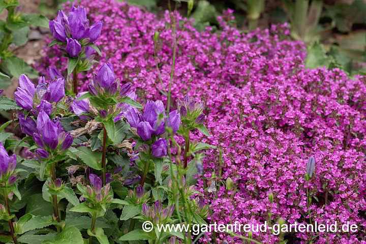 Campanula glomerata 'Acaulis' mit Thymus serpyllum 'Coccineus' (Sand-Thymian)