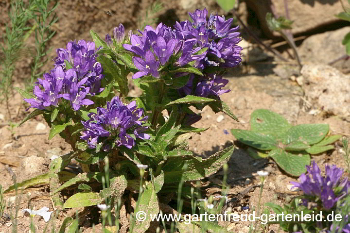 Campanula glomerata 'Acaulis' – Knäuel-Glockenblume, Büschel-Glockenblume