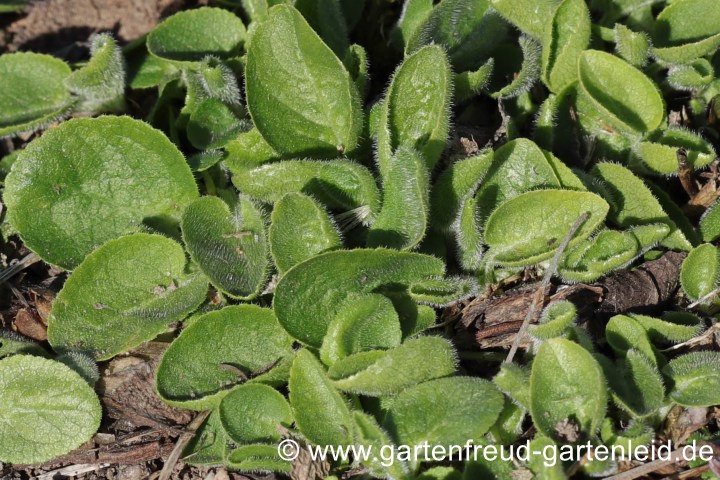 Campanula glomerata 'Alba' – Knäuel-Glockenblume, Austrieb