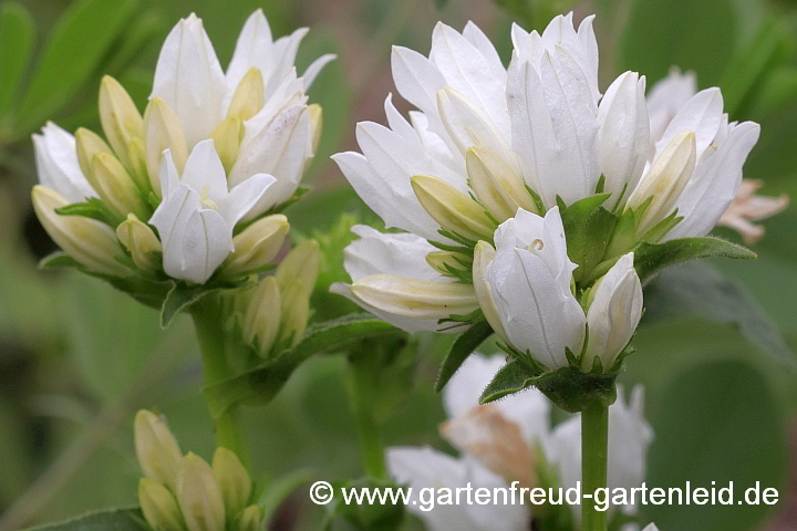 Campanula glomerata 'Alba' – Knäuel-Glockenblume 'Alba', Blütenstand von 'Alba'