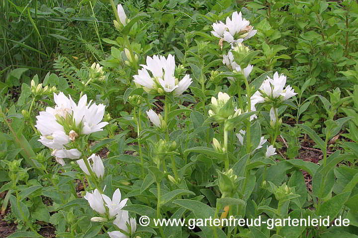 Campanula glomerata 'Alba' – Knäuel-Glockenblume, Büschel-Glockenblume