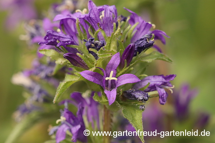 Campanula glomerata – Knäuel-Glockenblume, Blütenstand