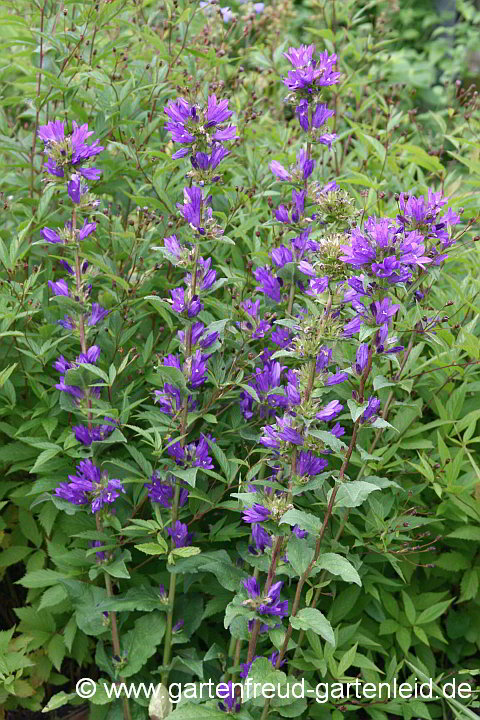 Campanula glomerata – Knäuel-Glockenblume, Büschel-Glockenblume