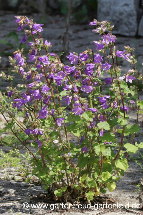 Campanula grossekii – Serbische Glockenblume, Grosseks Glockenblume