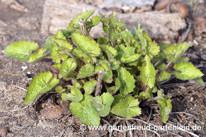 Campanula grossekii – Serbische Glockenblume, Austrieb