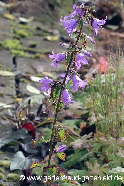 Campanula grossekii – Serbische Glockenblume, Nachblüte