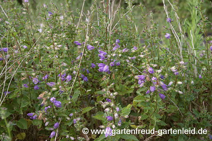 Campanula grossekii – Serbische Glockenblume, Grosseks Glockenblume