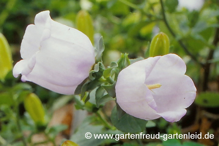 Campanula incurva – Griechische Glockenblume