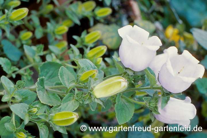 Campanula incurva – Griechische Glockenblume