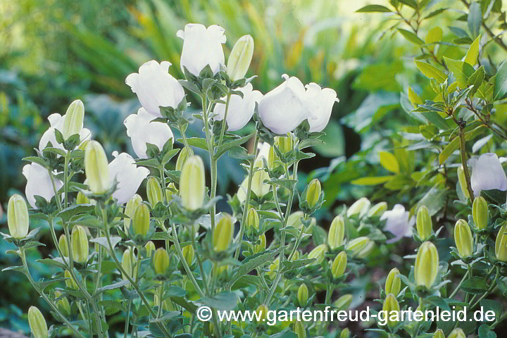 Campanula incurva – Griechische Glockenblume