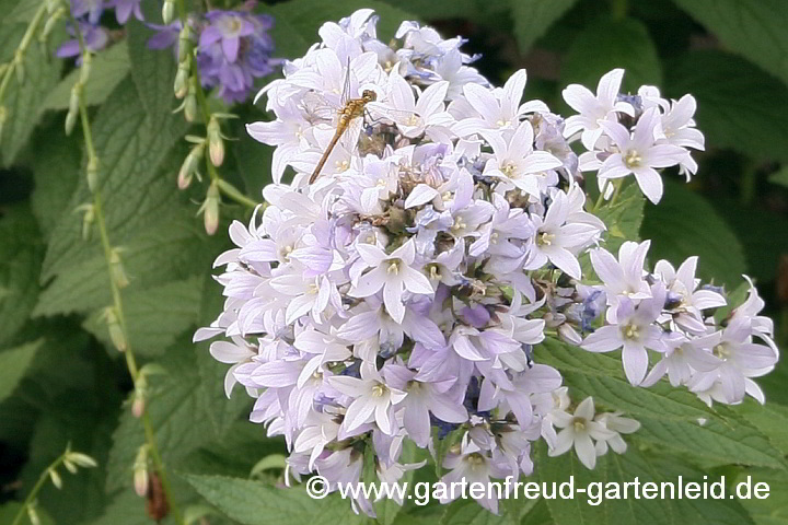 Campanula lactiflora – Riesen-Dolden-Glockenblume